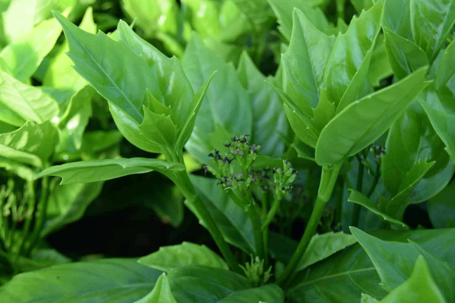 Aucuba japonica 'Rozannie'